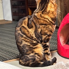 ベンガル猫（繁殖屋よりレスキュー）♂5歳 - 里親募集