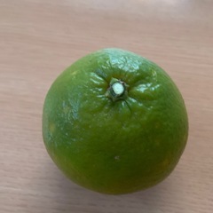 家庭用夏みかんの画像