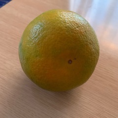 家庭用夏みかんの画像