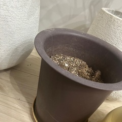 おしゃれ　観葉植物鉢の画像