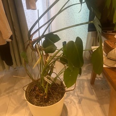 あげます 大きく育ちました。 モンステラ 観葉植物 大きい 葉っぱ 室内の画像