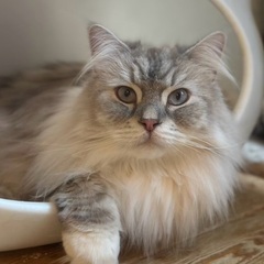 へそ天して寝る、気分屋の甘えん坊さん！ - 武蔵野市