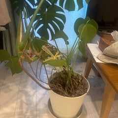 あげます 大きく育ちました。 モンステラ 観葉植物 大きい 葉っぱ 室内の画像