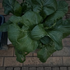 規格外　小松菜　段ボール1箱の画像