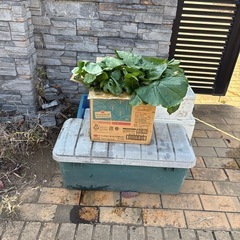 規格外　小松菜　段ボール1箱の画像