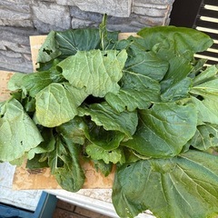 規格外　小松菜　段ボール1箱の画像