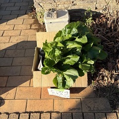 規格外　小松菜　段ボール1箱の画像