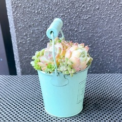 韓国苗♡多肉植物寄せ植え①の画像