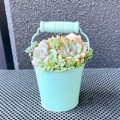 韓国苗♡多肉植物寄せ植え①の画像