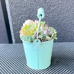 韓国苗♡多肉植物寄せ植え①の画像