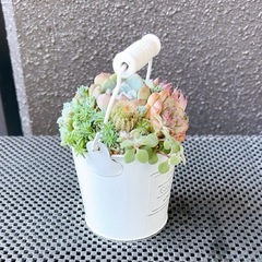 韓国苗多肉植物寄せ植え②の画像