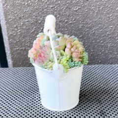 韓国苗多肉植物寄せ植え②の画像