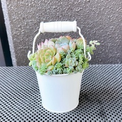 韓国苗多肉植物寄せ植え②の画像