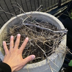 植木鉢をまとめて(土入り)の画像