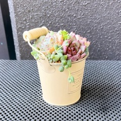 韓国苗多肉植物寄せ植え③の画像