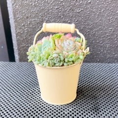 韓国苗多肉植物寄せ植え③の画像