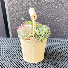 韓国苗多肉植物寄せ植え③の画像