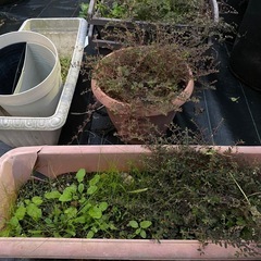 植木鉢をまとめて(土入り)の画像