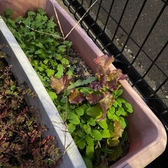 植木鉢をまとめて(土入り)の画像