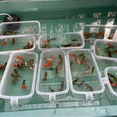 【成約済】②色々な金魚15尾売りの画像