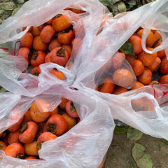 柿15kg　2000円の画像