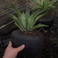 6インチタイヤのプランター（ランダムにてお花付き）の画像