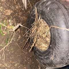 6インチタイヤのプランター（ランダムにてお花付き）の画像