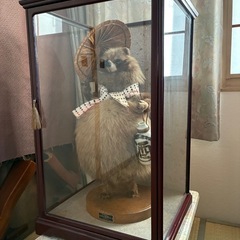 たぬきの剥製の画像
