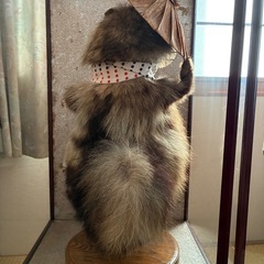 たぬきの剥製の画像