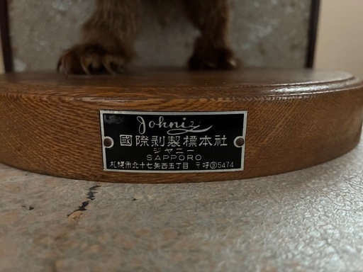 たぬきの剥製 (まめ) 札幌のインテリア雑貨/小物《置物、オブジェ》の