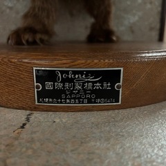 たぬきの剥製の画像