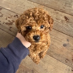 トイプードル生後二か月