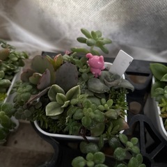 多肉植物の画像