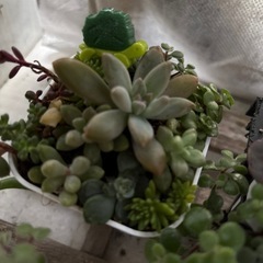 多肉植物の画像