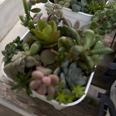 多肉植物の画像