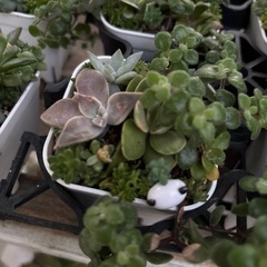 多肉植物の画像