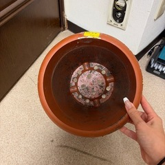 プラスチック　鉢の画像