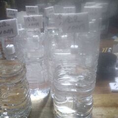 ボトル入りメダカ(5匹)ドジョウ(3匹)ヌマエビ(20匹以上)金魚(3匹)タナゴ(2匹)各4ボトル品出ししました。の画像