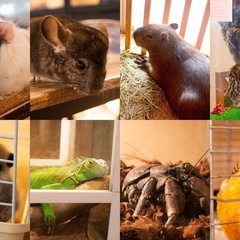 動物カフェ行きませんか😆