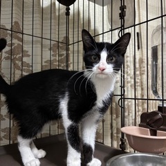 ③白黒ハチワレオス