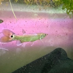 ブラントノーズガーの画像