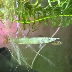 ブラントノーズガーの画像