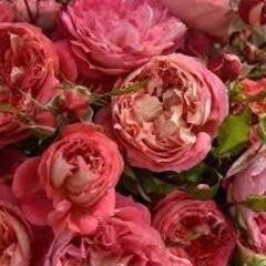 【バラ4年生成木】シルクロードorアルゴノーツ（まとめ売りの場合は6000円）の画像