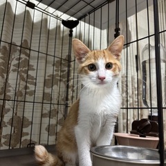 ④茶白　男の子