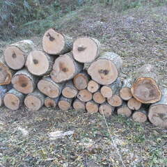 薪用原木の画像