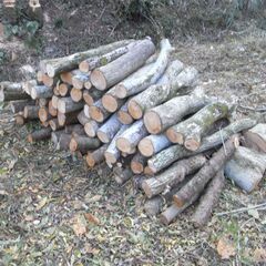 薪用原木の画像