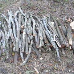 薪用原木の画像