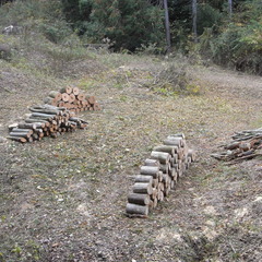 薪用原木の画像