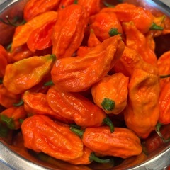 🌶無農薬の生のジョロキア🌶の画像