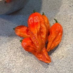 🌶無農薬の生のジョロキア🌶の画像